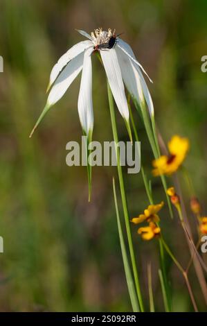 Rhynchospora spp., Segge mit weißer Spitze, mit langen hängenden weißen und grünen Brakken. Liebeskäfer sichtbar auf der Blume. Coreopsis verschwommen im Hintergrund. Stockfoto