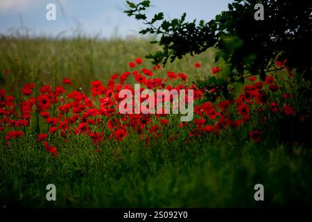 Mohnblumen Mohnblumen blüht am 6. Juni 2024 auf einem Feld in Brandenburg. Brandenburg Brandneburg Deutschland  MG 1324 *** Mohnblume Mohnblume am 6. Juni 2024 auf einem Feld in Brandenburg Brandneburg Deutschland MG 1324 Stockfoto