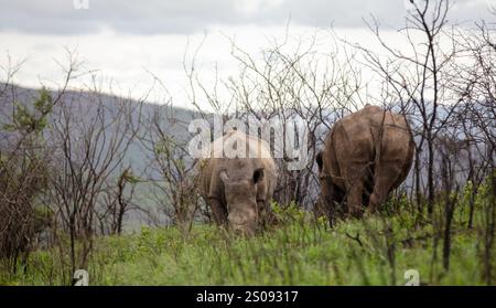 Nashörner weiden im Hluhluwe-Nationalpark, Südafrika. Zwei weiße Nashörner in der Natur Stockfoto