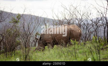 Nashörner weiden im Hluhluwe-Nationalpark, Südafrika. Zwei weiße Nashörner in der Natur Stockfoto