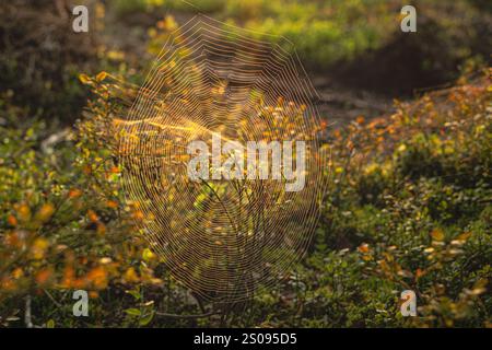 Im Gras ist ein Spinnennetz zu sehen. Das Netz ist sehr groß und befindet sich in der Mitte des Feldes Stockfoto