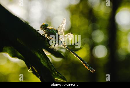 Eine Libelle steht auf einem Blatt. Das Bild hat eine ruhige und friedliche Stimmung, da die Libelle in einer natürlichen Umgebung auf einem Blatt liegt. Monochromatisch Stockfoto