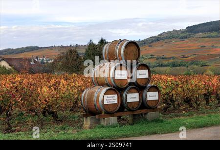 Cotes de Beaune, Burgund, Frankreich - 26. Oktober 2024 - Fässer in einem Weinberg mit unterschiedlichen Weinflächen auf weißem Hintergrund geschrieben und platziert Stockfoto