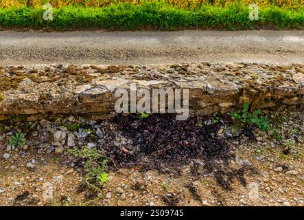 Cotes de Beaune, Burgund, Frankreich - 24. Oktober 2024 - Traubenberge, die bei der Ernte an einer Mauer in einem kleinen Burgunder Weinberg gedeckt wurden Stockfoto