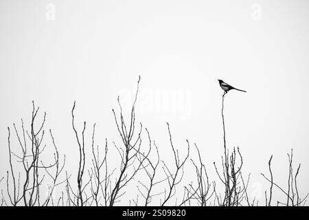 Ein Vogel mit langem Schwanz steht an einem Wintertag auf dem Baum. Die eurasische Elster oder gewöhnliche Elster, Pica pica. Schwarzweiß-Silhouettenfotografie Stockfoto