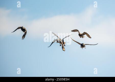 Fünf wilde Enten fliegen tagsüber am Himmel. Anas platyrhynchos Stockfoto