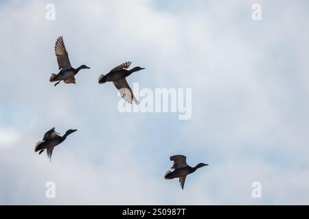 Vier wilde Enten fliegen tagsüber am Himmel. Anas platyrhynchos Stockfoto