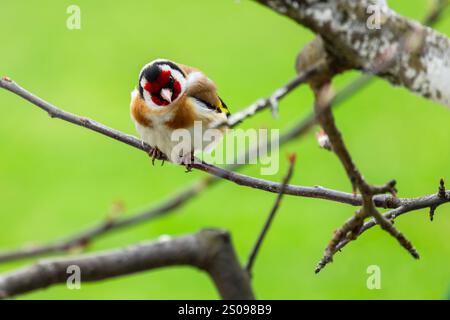 Der kleine Vogel ist auf dem Baumzweig. Der Europäische Goldfink oder einfach der Goldfink ist ein kleiner Passerinvogel aus der Familie der finken. Carduelis carduelis Stockfoto