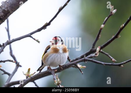 Ein farbenfroher Vogel ist auf dem Baumzweig. Der Europäische Goldfink oder einfach der Goldfink ist ein kleiner Passerinvogel aus der Familie der finken. Carduelis CA Stockfoto