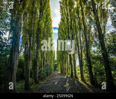 The Avenue of Trees in Fletcher Moss Botanical Gardens, Manchester Stockfoto