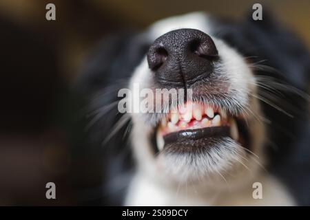 Gefährlicher wütender Hund. Aggressiver Welpen mit Collie und Zähnen, die aggressiv gefährlich aussehen. Wächter knurrender gruseliger Hund bereit für Angriff. Mit Tollwut infiziertes Haustier. Stockfoto