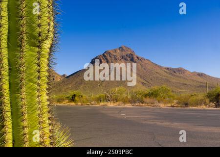 Dieses Foto fängt die raue Schönheit von Tucson, Arizona, mit seiner dramatischen Berglandschaft am Horizont ein. Saguaro Kakteen Punkt Stockfoto