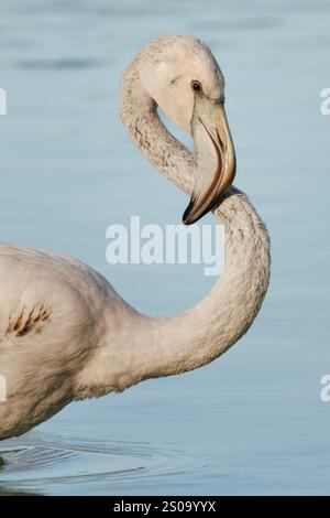 Großer Flamingo Phoenicopterus roseus, der sein Halsgefieder vorzieht, Calpe, Spanien Stockfoto