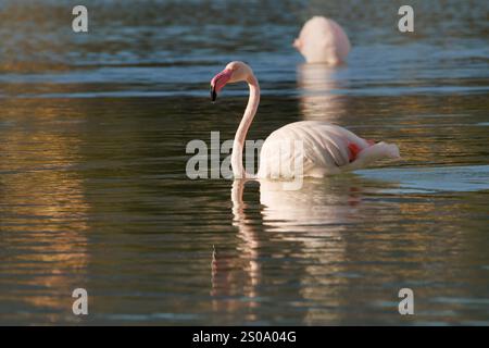 Großer Flamingo Phoenicopterus roseus mit goldenen Reflexen im Wasser, Calpe, Spanien Stockfoto