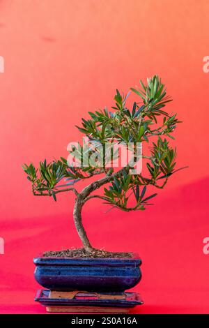 Bonsaibaum in einem blauen Topf auf rotem Hintergrund, podocarpus bonsai auf hellrotem Hintergrund Stockfoto