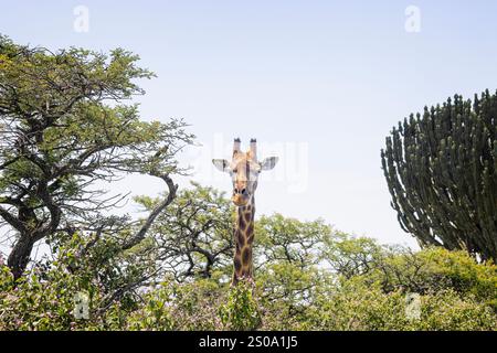 Afrikanischer Giraffen-Kopf auf Baumhöhe im afrikanischen Busch im Tala Game Reserve bei Duran, Südafrika Stockfoto