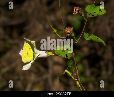 Ein leuchtend gelber Wolkenloser Schwefel-Schmetterling, Phoebis sennae, getaucht in einen weißen Morgenglück. Stockfoto