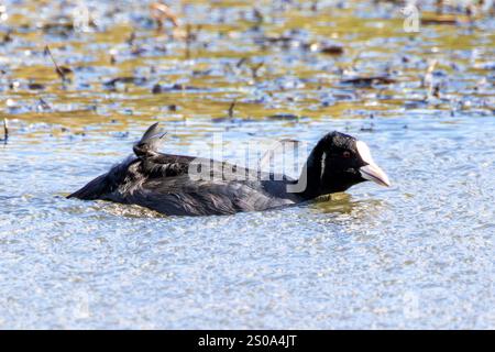Eurasischer Coot wurde in Dublins National Botanic Gardens gesichtet. Isst Wasserpflanzen, Insekten und kleine Fische. Stockfoto