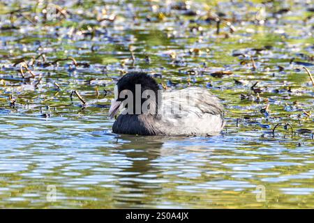 Eurasischer Coot wurde in Dublins National Botanic Gardens gesichtet. Isst Wasserpflanzen, Insekten und kleine Fische. Stockfoto