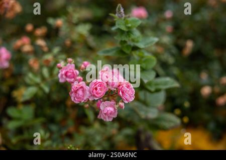 Eine Gruppe rosafarbener Rosen mit zarten Blütenblättern hebt sich von satten grünen Blättern ab und fängt die komplizierten Details und Variationen in rosa Tönen ein. Stockfoto