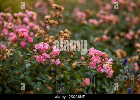 Rosafarbene Rosen stehen im Kontrast zu getrockneten Blüten, umgeben von Rosenbüschen. Violette Lavendelzweige verleihen der Gartenszene Farbvielfalt. Stockfoto