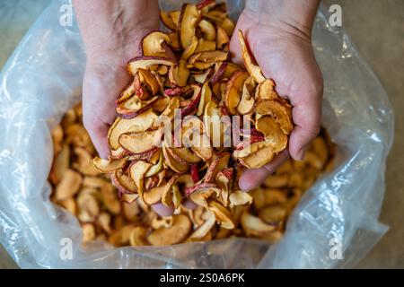 Ein Paar Hände hält getrocknete Apfelscheiben mit goldenen und rötlichen Tönen über einem großen Plastikbeutel, der mit weiteren Scheiben gefüllt ist, was das Textu der Frucht hervorhebt Stockfoto