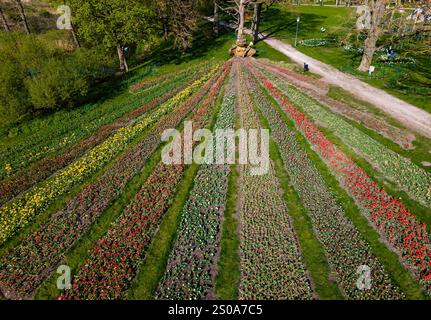 Reihen roter, gelber und rosafarbener Tulpen bilden ein lebendiges Muster im Pakruojis Manor. Eine große Bärenskulptur und Bäume umrahmen die Szene und fügen ein einzigartiges Elem hinzu Stockfoto