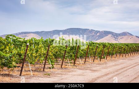 Eine Reihe von Weinreben auf einem Weinberg in Zentralkalifornien mit Bergen im Hintergrund. Stockfoto