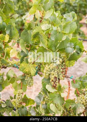 Grüne Concord-Trauben auf der Rebe in einem Weinberg in Zentralkalifornien im San Luis Obispo County. Stockfoto