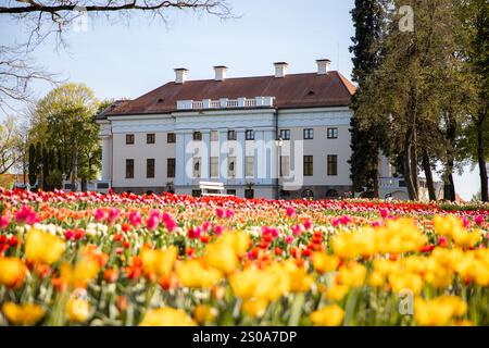 Historisches Pakruojis Manor mit weißer Fassade und Kamin, umgeben von bunten Tulpen in Gelb, Rot und Rosa. Hohe Bäume umrahmen die Szene. Stockfoto