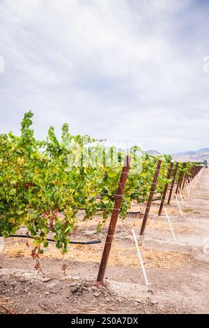 Eine Reihe von Weinreben auf einem Weinberg in Zentralkalifornien mit Bergen im Hintergrund. Stockfoto