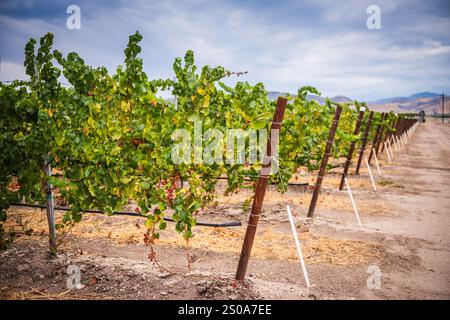Eine Reihe von Weinreben auf einem Weinberg in Zentralkalifornien mit Bergen im Hintergrund. Stockfoto