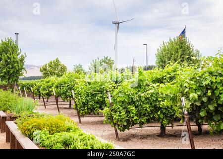 Hochbeete, Weinreihen und moderne Windmühlen in einem umweltfreundlichen Weingut in Zentralkalifornien. Stockfoto