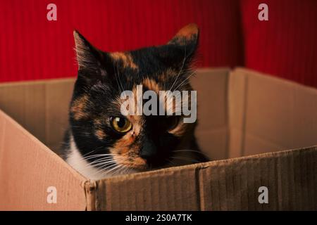 Mit rotem Hintergrund sitzt eine Calico-Katze kuschelig in einem Karton. Das dreifarbige Fell in weiß, Schwarz und Orange verleiht der Szene Charakter. Eine Mutter Stockfoto