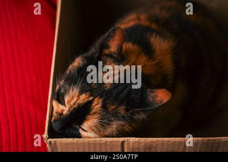Mit rotem Hintergrund sitzt eine Calico-Katze kuschelig in einem Karton. Das dreifarbige Fell in weiß, Schwarz und Orange verleiht der Szene Charakter. Eine Mutter Stockfoto