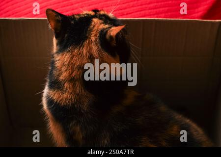 Mit rotem Hintergrund sitzt eine Calico-Katze kuschelig in einem Karton. Das dreifarbige Fell in weiß, Schwarz und Orange verleiht der Szene Charakter. Eine Mutter Stockfoto
