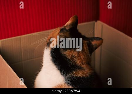 Mit rotem Hintergrund sitzt eine Calico-Katze kuschelig in einem Karton. Das dreifarbige Fell in weiß, Schwarz und Orange verleiht der Szene Charakter. Eine Mutter Stockfoto