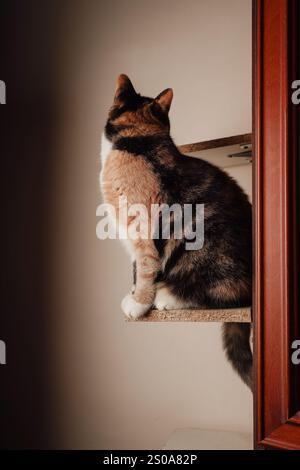 Eine wunderschöne Calico-Katze liegt auf einer robusten Holzplattform und zeigt ihr weiches, gemustertes Fell. Das ruhige Ambiente betont seine komponierte Haltung. Its Stockfoto