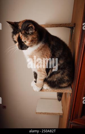 Eine wunderschöne Calico-Katze liegt auf einer robusten Holzplattform und zeigt ihr weiches, gemustertes Fell. Das ruhige Ambiente betont seine komponierte Haltung. Its Stockfoto