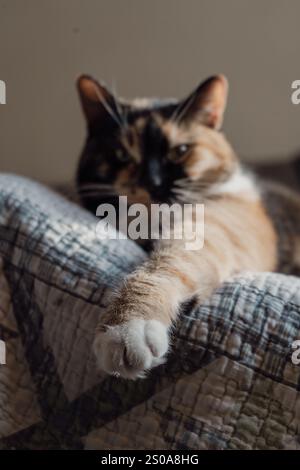 Eine niedliche, flauschige Katze mit Streifenmuster öffnet den Mund weit. Mit Zähnen und rosa Zunge, geschlossenen Augen, Miauen oder Gähnen. Drinnen, Kopierraum, Nahaufnahme, Auswahl Stockfoto