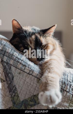 Eine niedliche, flauschige Katze mit Streifenmuster öffnet den Mund weit. Mit Zähnen und rosa Zunge, geschlossenen Augen, Miauen oder Gähnen. Drinnen, Kopierraum, Nahaufnahme, Auswahl Stockfoto