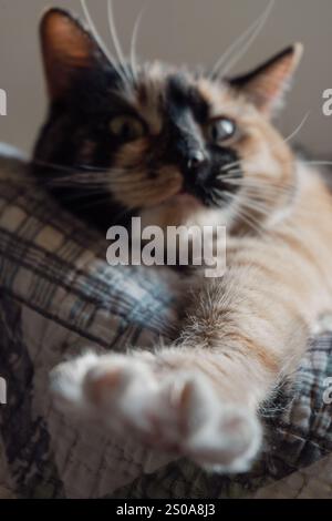 Eine niedliche, flauschige Katze mit Streifenmuster öffnet den Mund weit. Mit Zähnen und rosa Zunge, geschlossenen Augen, Miauen oder Gähnen. Drinnen, Kopierraum, Nahaufnahme, Auswahl Stockfoto