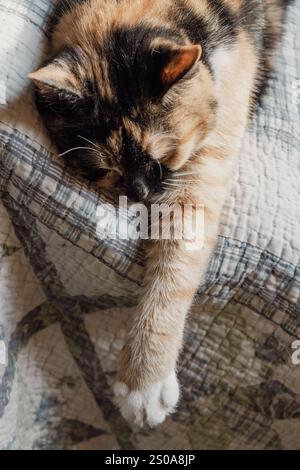Eine niedliche, flauschige Katze mit Streifenmuster öffnet den Mund weit. Mit Zähnen und rosa Zunge, geschlossenen Augen, Miauen oder Gähnen. Drinnen, Kopierraum, Nahaufnahme, Auswahl Stockfoto