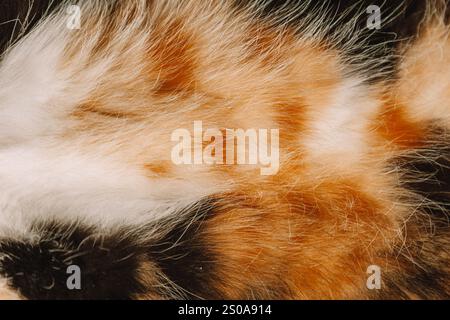 Eine entspannte Calico-Katze dehnt sich auf einer weichen Decke, ihre Pfoten hoch und das Fell leuchtet in den Sonnenstrahlen. Die weißen, schwarzen und orangen Farben des Fells glänzen Stockfoto