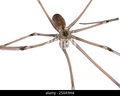 Nahaufnahme einer langbeinigen Papa Longlegs Spider auf weißem Hintergrund Stockfoto