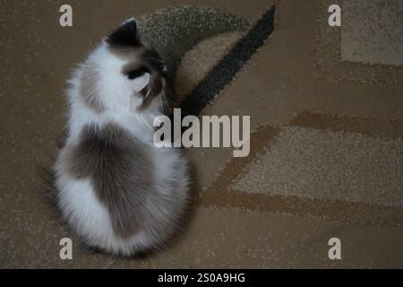 Eine elegante, blauäugige Katze starrt direkt in die Kamera. Sein flauschiges Fell glitzert im hellen Licht. Sein ruhiges Auftreten strahlt Charme und Anmut aus Stockfoto