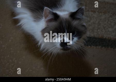 Eine elegante, blauäugige Katze starrt direkt in die Kamera. Sein flauschiges Fell glitzert im hellen Licht. Sein ruhiges Auftreten strahlt Charme und Anmut aus Stockfoto