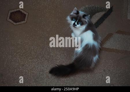 Eine elegante, blauäugige Katze starrt direkt in die Kamera. Sein flauschiges Fell glitzert im hellen Licht. Sein ruhiges Auftreten strahlt Charme und Anmut aus Stockfoto