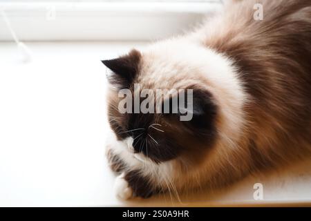 Eine schöne Katze mit auffälligen zweifarbigen Augen und flauschigem Fell starrt neugierig. Die Mischung aus dunklem und hellem Pelz unterstreicht seinen einzigartigen Charme. Es ist weich Stockfoto