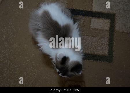 Eine elegante, blauäugige Katze starrt direkt in die Kamera. Sein flauschiges Fell glitzert im hellen Licht. Sein ruhiges Auftreten strahlt Charme und Anmut aus Stockfoto